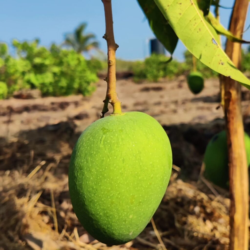 ratnagiri alphonso mangoes