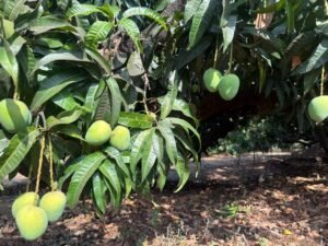 Mango Forest