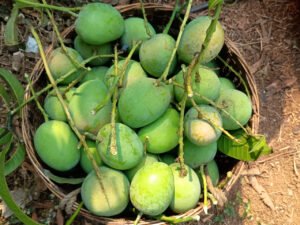 Raw Mangoes