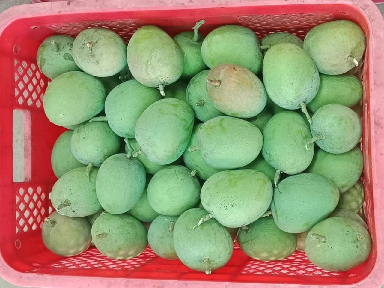 Raw mangoes gathered