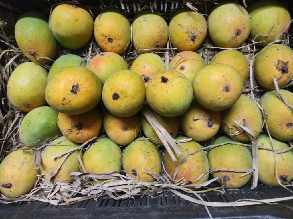 Ripening Mangoes 