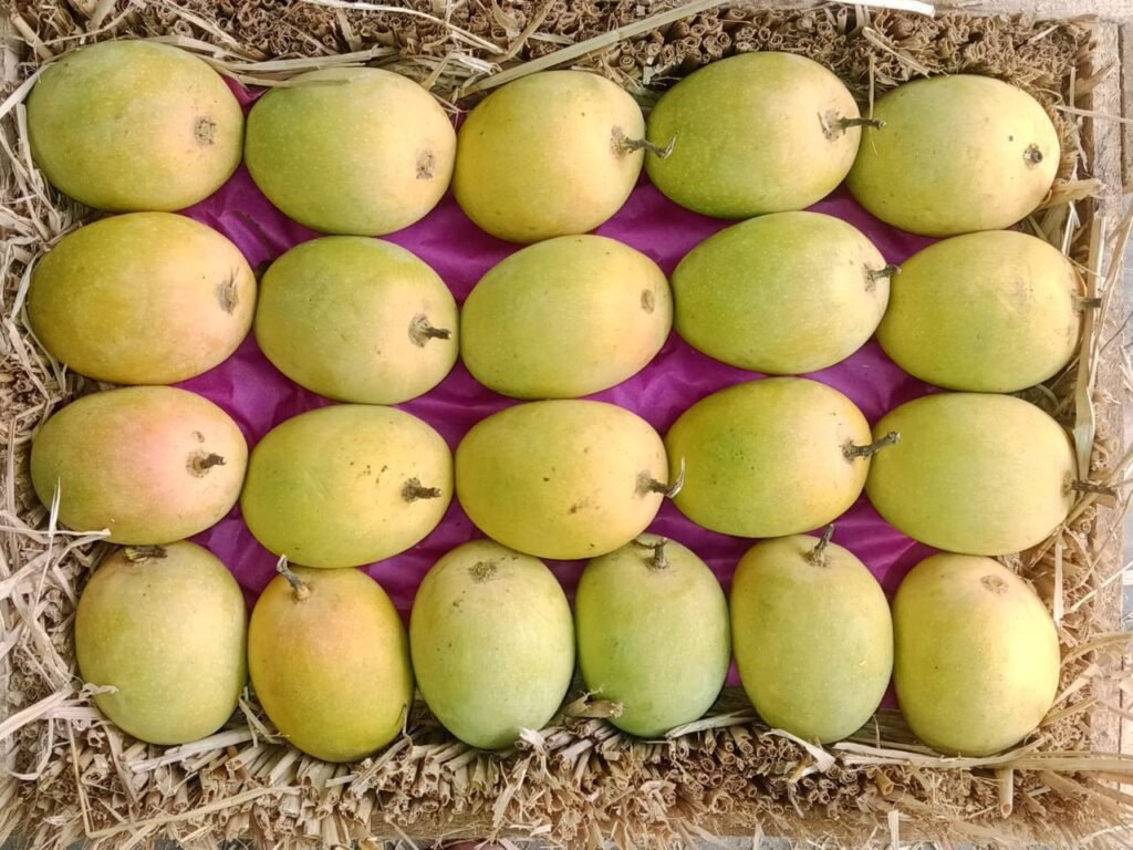Box of fully ripened mangoes