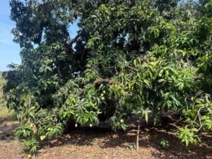 Mango Forest